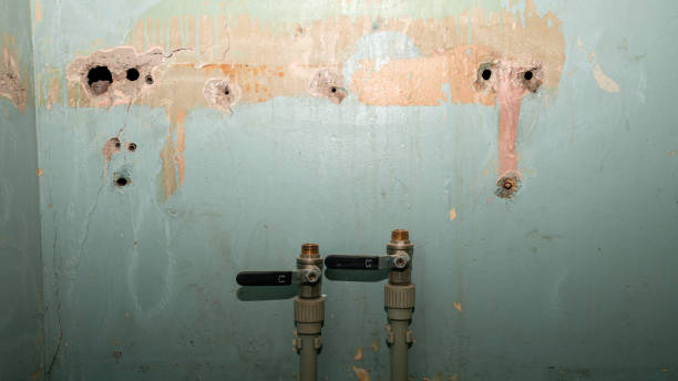 Best Mold removal after water damage  in Crookston, MN